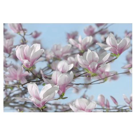 Tapeta Papierowa - Magnolia - Rozmiar 368 X 254 Cm