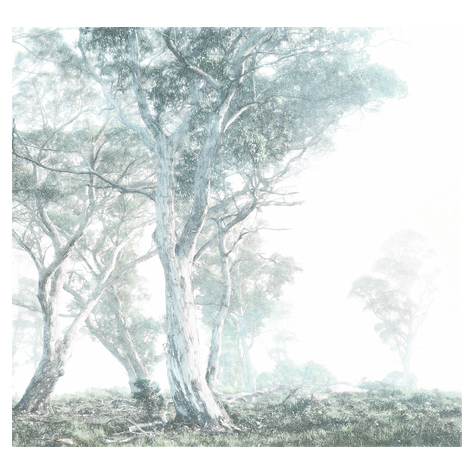 Fototapety  - Magiczne Drzewa - Rozmiar 300 X 280 Cm