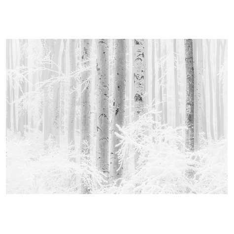 Fototapety  - Winter Wood - Rozmiar 400 X 280 Cm