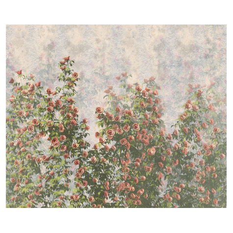 Fototapety  - Róże Ścienne - Rozmiar 300 X 250 Cm