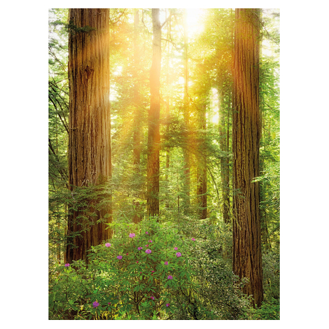 Fototapety  - Redwood - Rozmiar 200 X 260 Cm