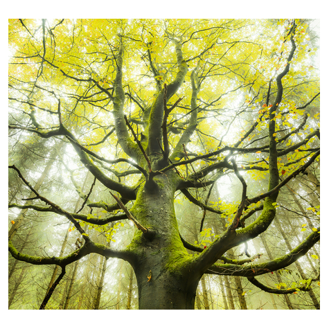 Fototapety  - Drzewo Marzeń - Rozmiar 300 X 280 Cm