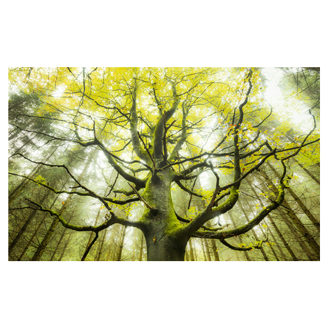 Fototapety  - Drzewo Marzeń - Wymiar 450 X 280 Cm