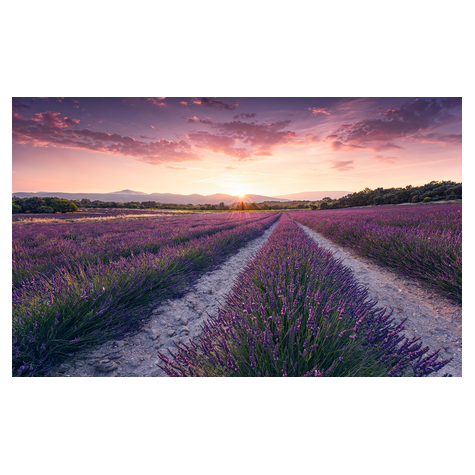 Fototapety  - Lavender Dream - Rozmiar 450 X 280 Cm
