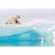 Tapeta Papierowa - Arktyczny Niedźwiedź Polarny - Rozmiar 368 X 254 Cm