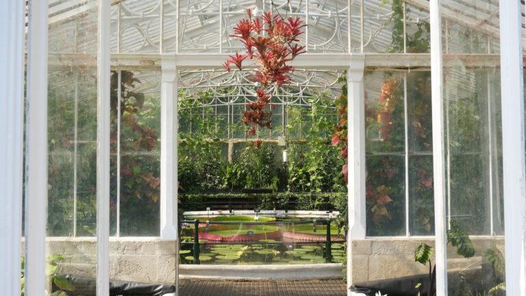 Zimowy ogród – co warto wiedzieć?