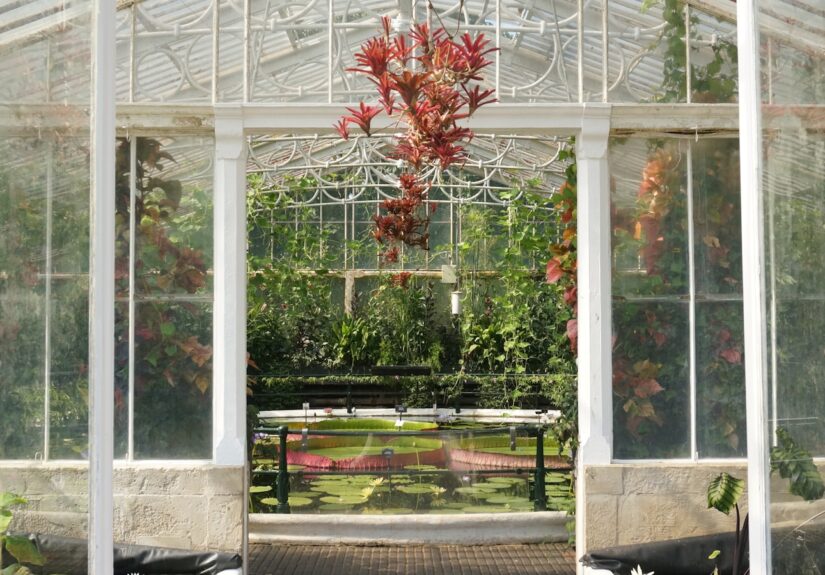 Zimowy ogród – co warto wiedzieć?