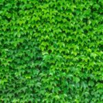 ivy-gfe9937986_1280