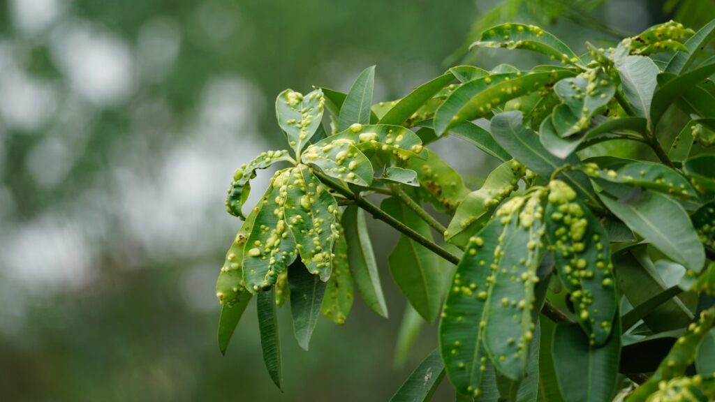 Jak zapobiec chorobom roślin ogrodowych?